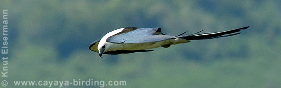 Swallow-tailed Kite