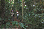 Forest of Laguna del Tigre National Park