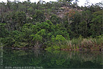 Forest in Laguna del Tigre National Park