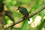 Tody Motmot