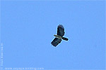 Gray-headed Kite