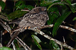 Yucatan Poorwill