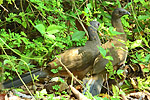 Plain Chachalaca