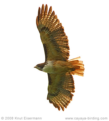 Red-tailed Hawk