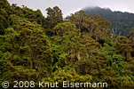 Forest of the Laguna Lodge Atitlán Reserve