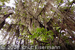 Spanish Moss (Tillandsia usneoides)