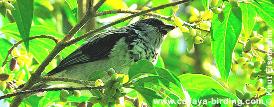 Azure-rumped Tanager