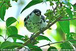 Azure-rumped Tanager