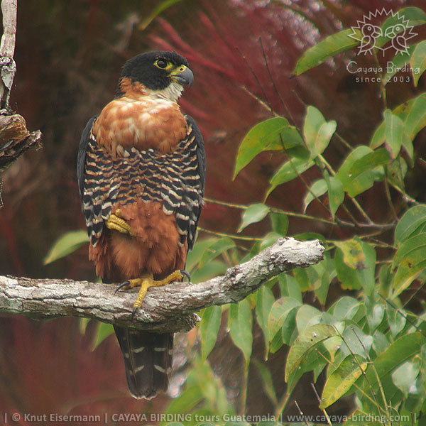 Orange-breasted Falcon, Guatemala Birding Loop with CAYAYA BIRDING