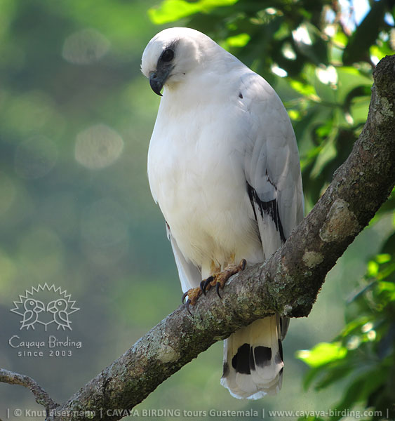 White Hawk, Guatemala Birding Loop with CAYAYA BIRDING
