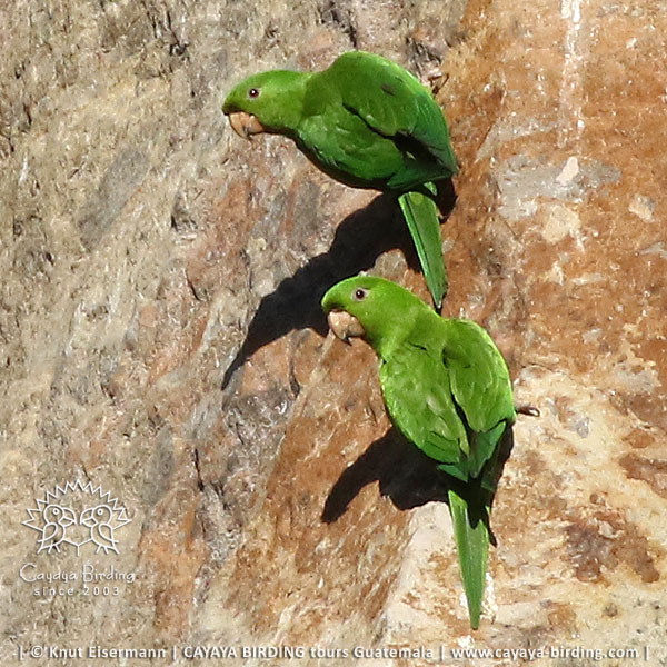 Pacific Parakeet, CAYAYA BIRDING target birding tours in Guatemala