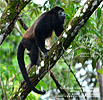 Mantled Howler Monkey <i>Alouatta palliata</i>, dpto. Izabal.