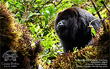 Guatemalan Howler Monkey <i>Alouatta pigra</i>, dpto. Alta Verapaz.