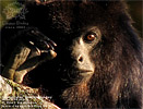 Guatemalan Howler Monkey <i>Alouatta pigra</i>, dpto. Alta Verapaz.