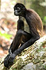 Central American Spider Monkey <i>Ateles geoffroyi</i>, dpto. Petén.