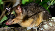 Gray Four-eyed Opossum <i>Philander opossum</i>, dpto. Petén.