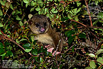 Kinkajou <i>Potos flavus</i>, dpto. Alta Verapaz.