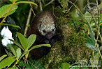 Mexican Porcupine <i>Spiggurus mexicanus</i>, dpto. Alta Verapaz.