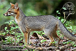 Gray Fox <i>Urocyon cinereoargenteus</i>, dpto. Petén.