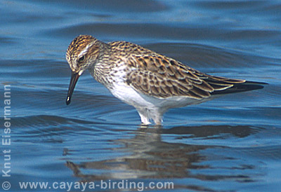 White-rumped Sandpiper