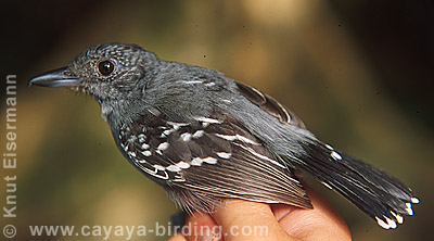 Black-crowned Antshrike
