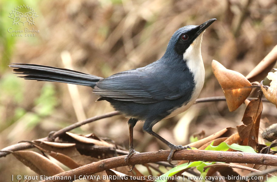 Blue-and-White Mockingbird, Guatemala Birding Loop with CAYAYA BIRDING