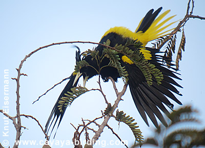 Yellow-winged Cacique