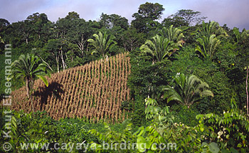 Habitat mosaic in Rocjá Pomtilá