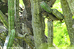 Great Horned Owl