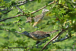 Lesser Roadrunner