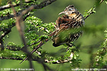 Lesser Roadrunner