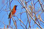 Altamira Oriole