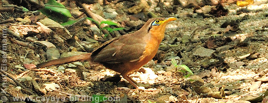 Lesser Ground-Cuckoo.