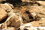 Lesser Ground-Cuckoo