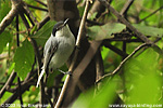 White-lored Gnatcatcher