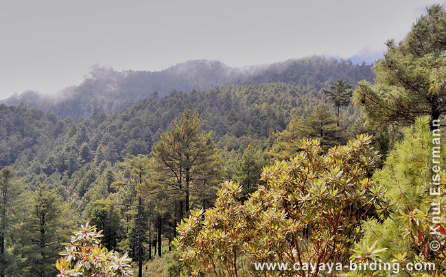 coniferous forest