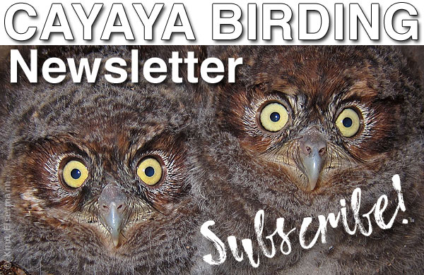 Cayaya Birding Newsletter