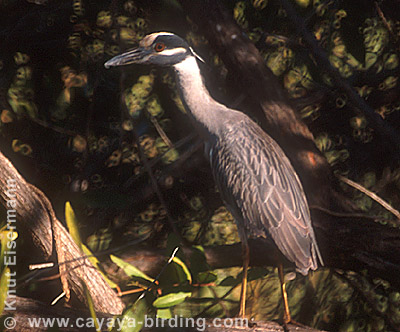 Yellow-crowned Night-Heron