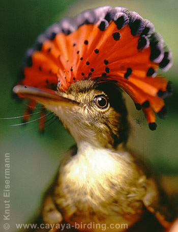 Royal Flycatcher