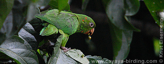 Pacific Parakeet