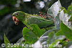 Pacific Parakeet