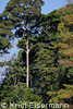 The tower among surrounding trees