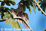 Turkey Vulture