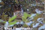 Mottled Owl