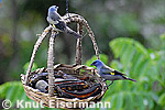 Yellow-winged Tanager at the fruit feeder at Patrocinio tower