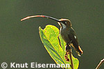 Long-billed Starthroat