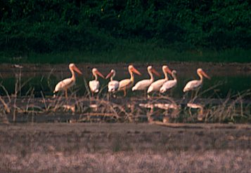 American White Pelican at Yaxha