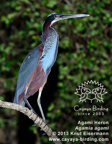 Agami Heron