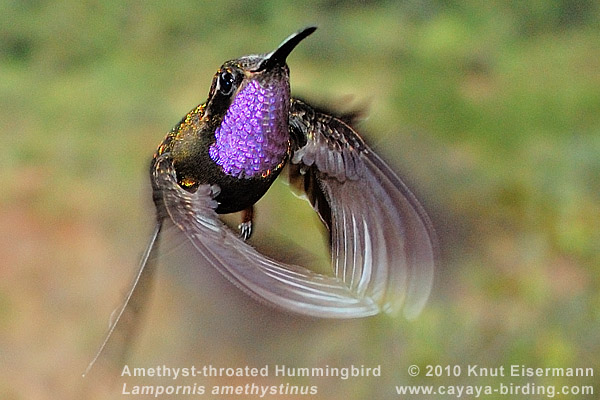 Amethyst-throated Hummingbird