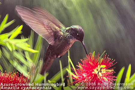 Azure-crowned Hummingbird